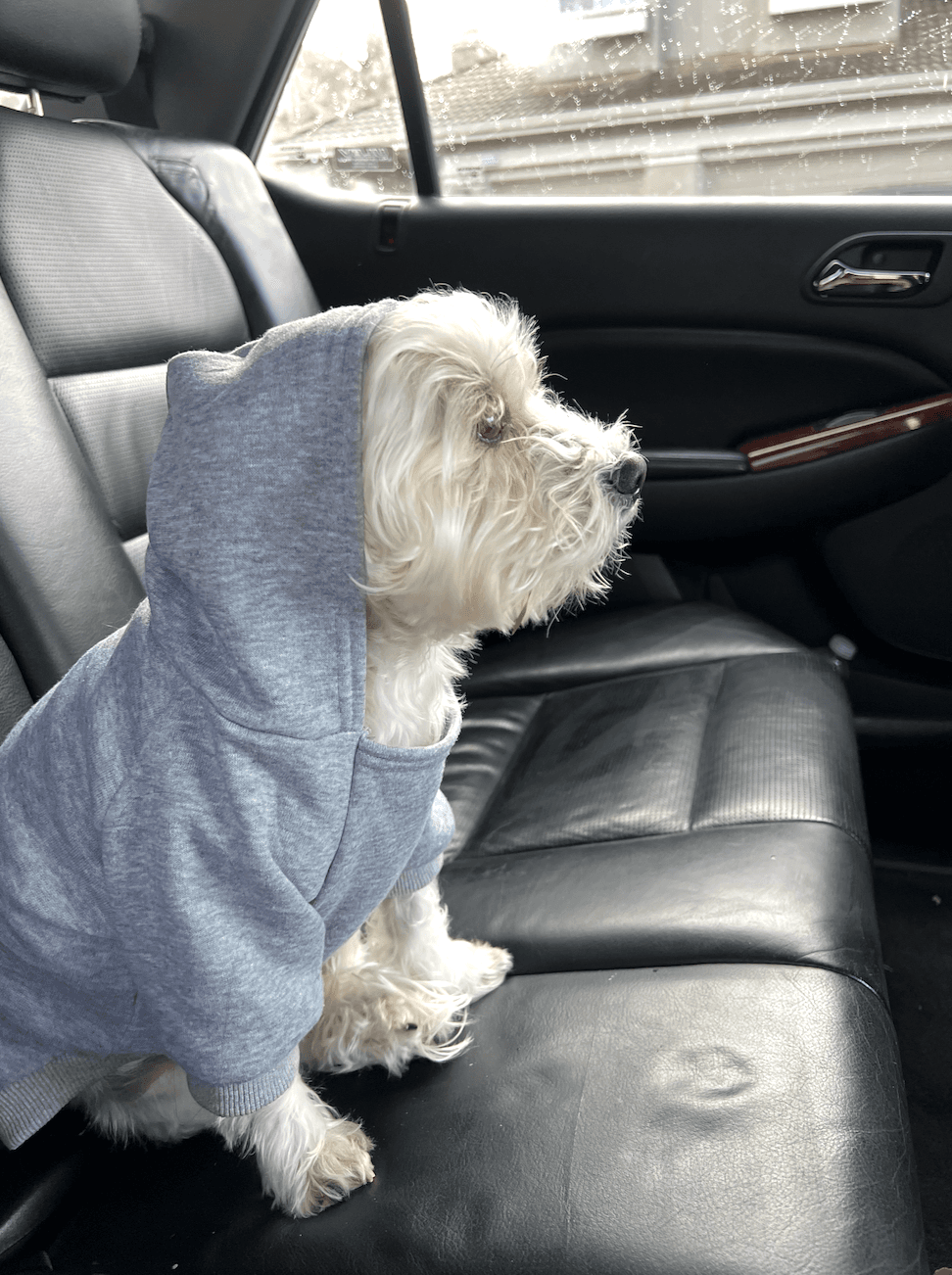 Noah in a hoodie
