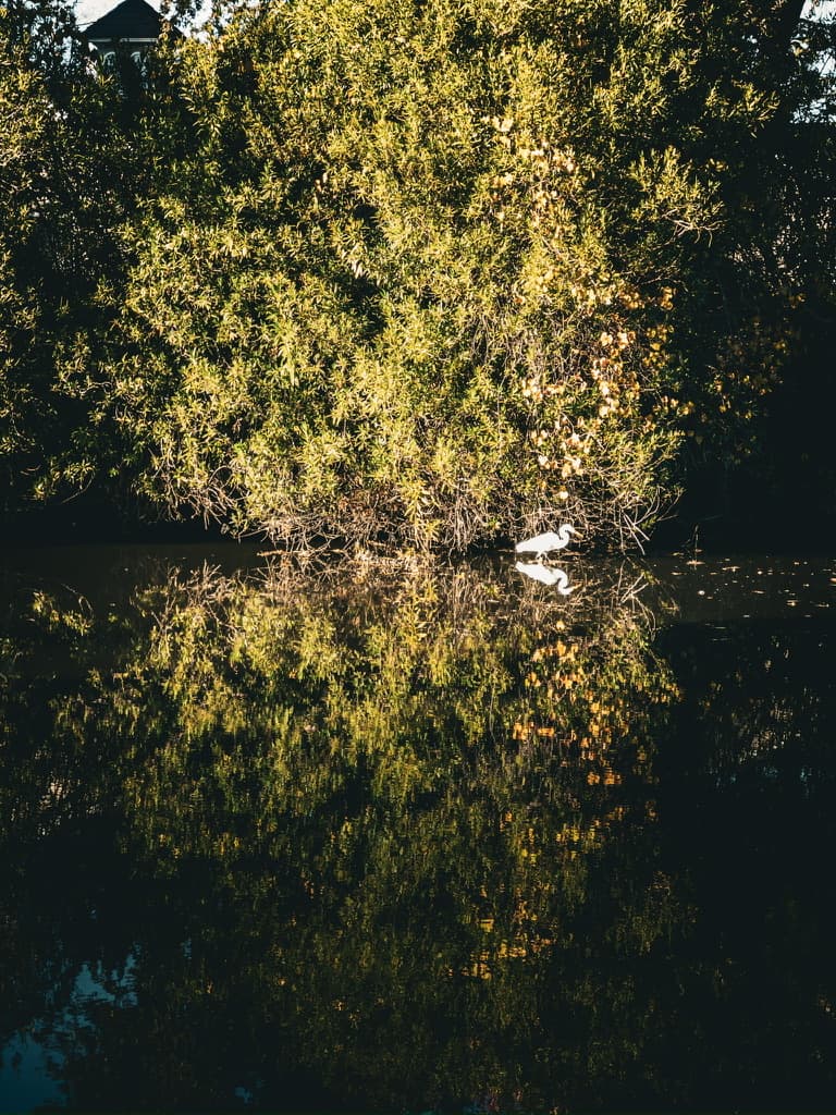 Egret spotted at Lincoln Band Review